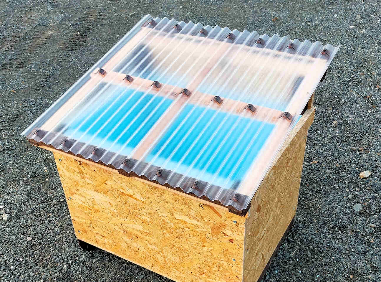 �L�G�[���ʐ^